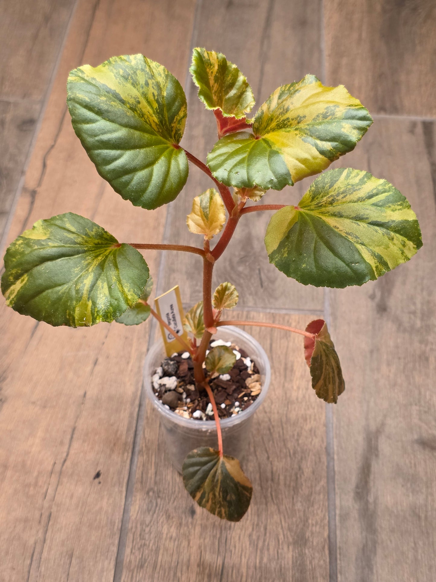 Begonia Cucullata Aurea Variegated