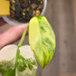Philodendron Florida Beauty X Mayoii