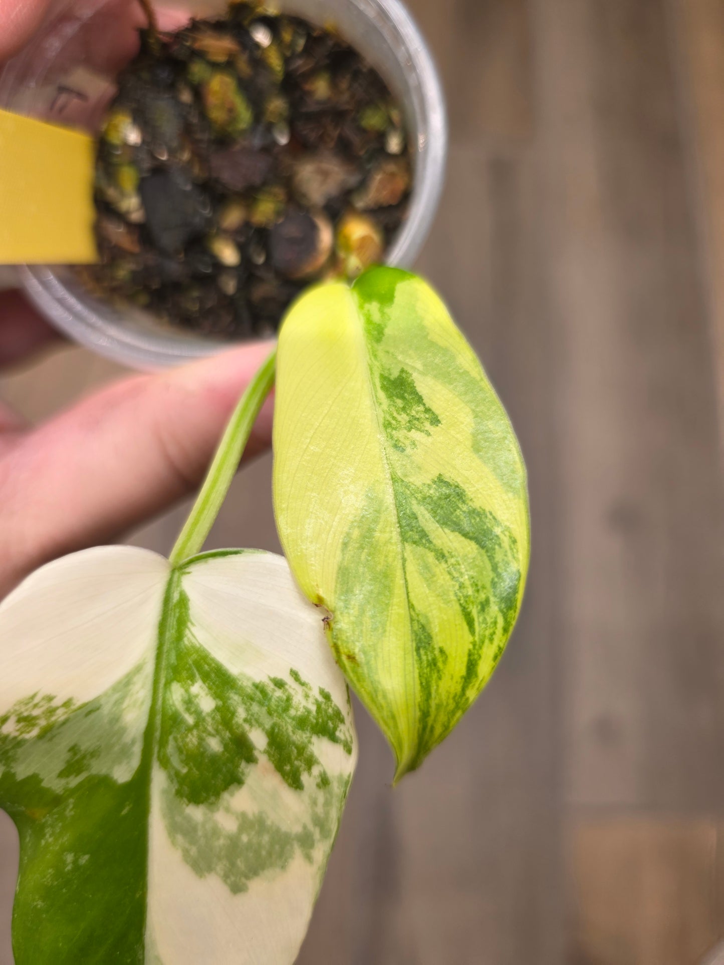 Philodendron Florida Beauty X Mayoii