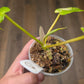 Philodendron Minnarum Aurea Variegated