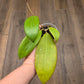 Hoya Bhutanica