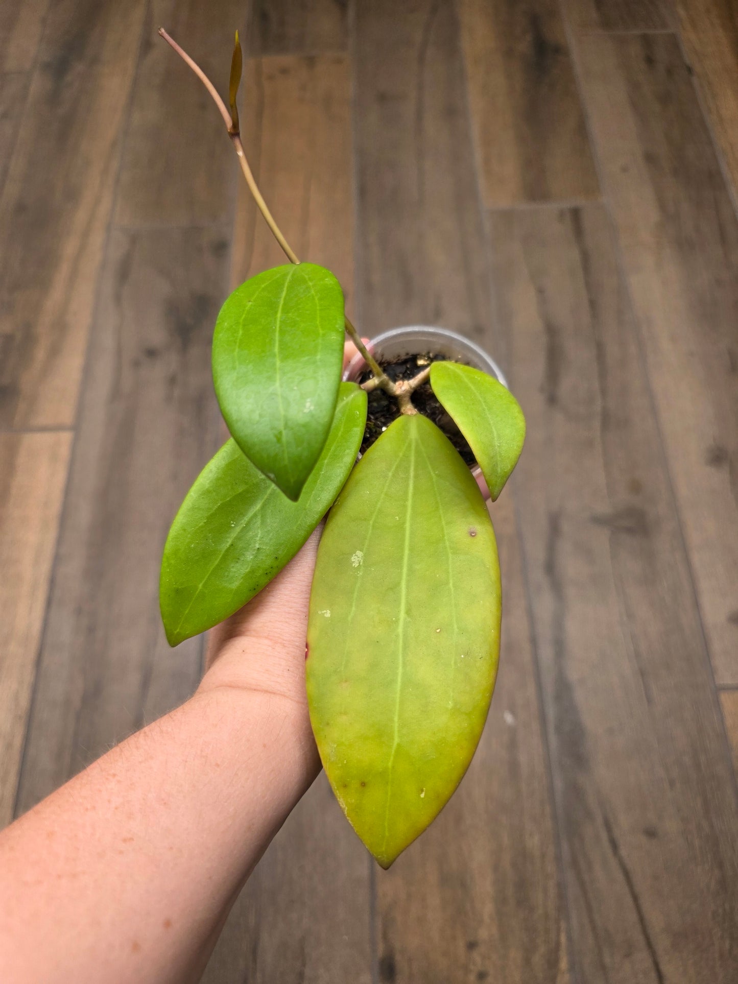 Hoya Bhutanica