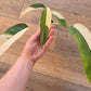 Epipremnum Giganteum Albo Variegated 'White Pearl'