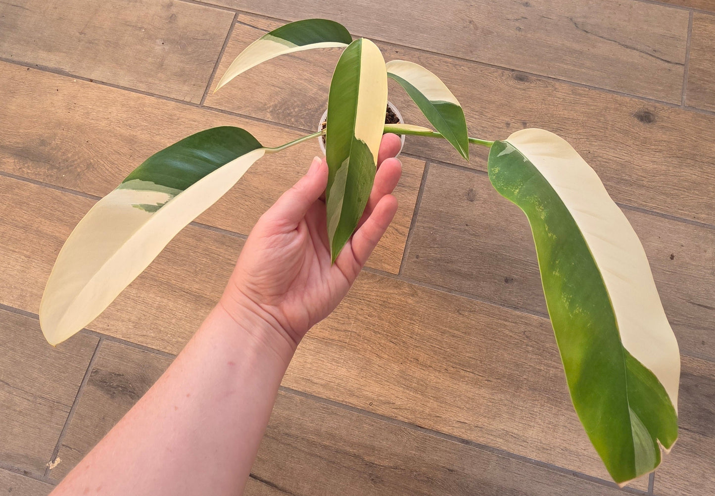Epipremnum Giganteum Albo Variegated 'White Pearl'