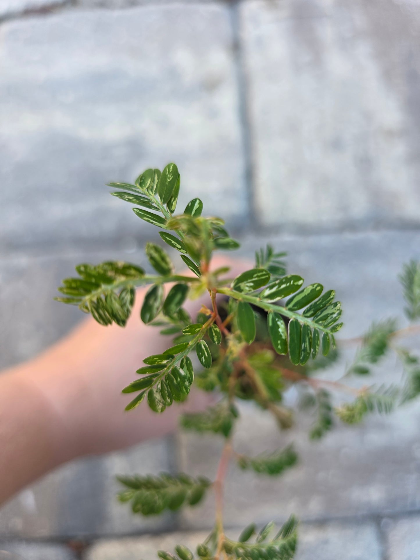 Phyllanthus Urinaria Variegated