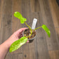 Philodendron Minnarum Aurea Variegated