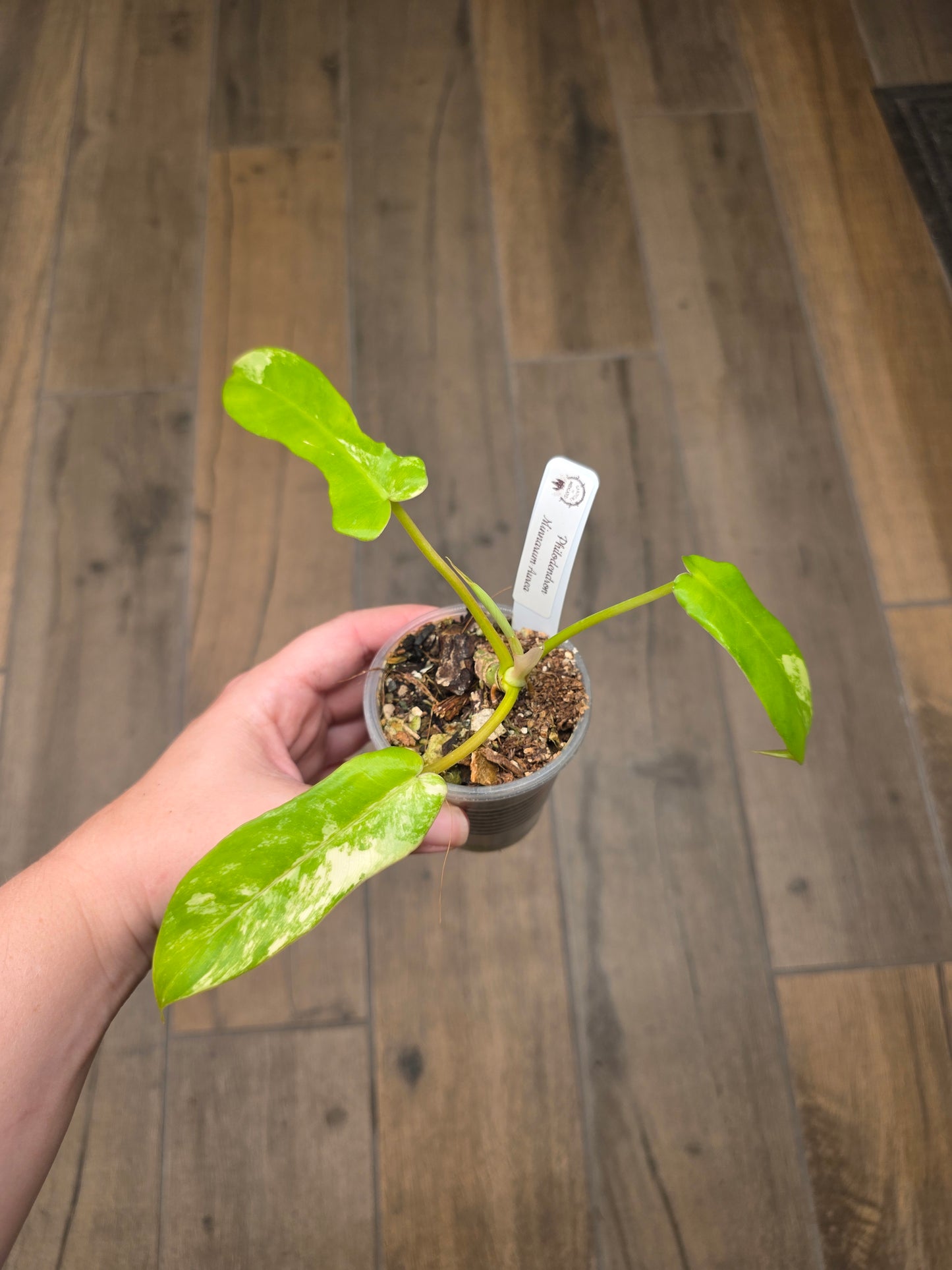 Philodendron Minnarum Aurea Variegated