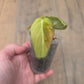 Philodendron Melanochrysum Orange/Pink