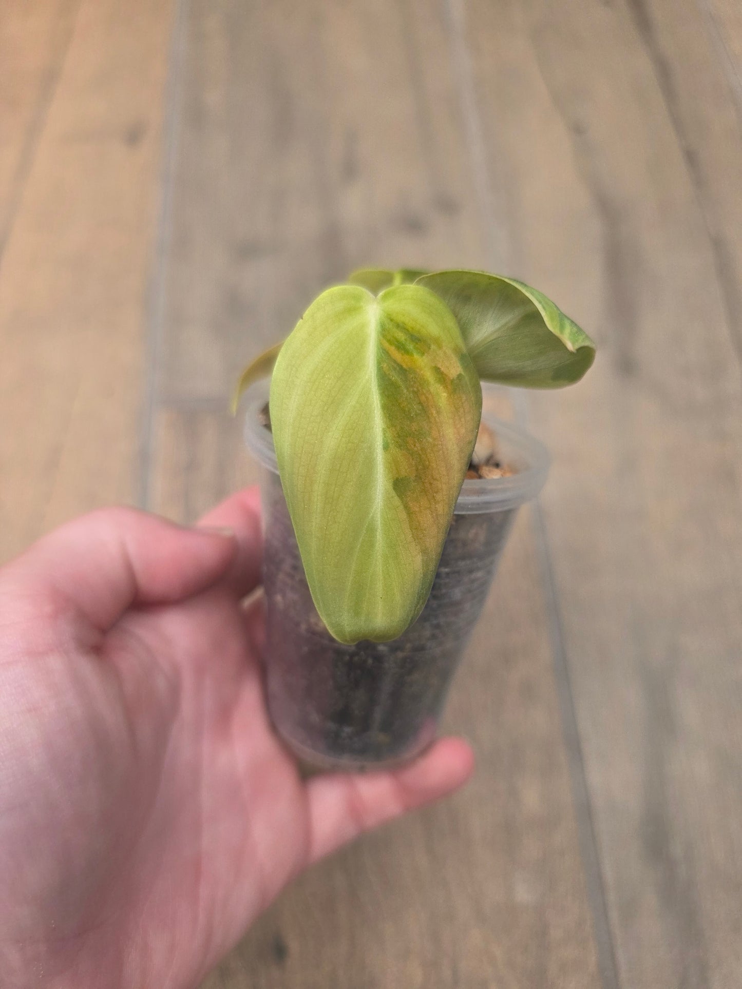 Philodendron Melanochrysum Orange/Pink