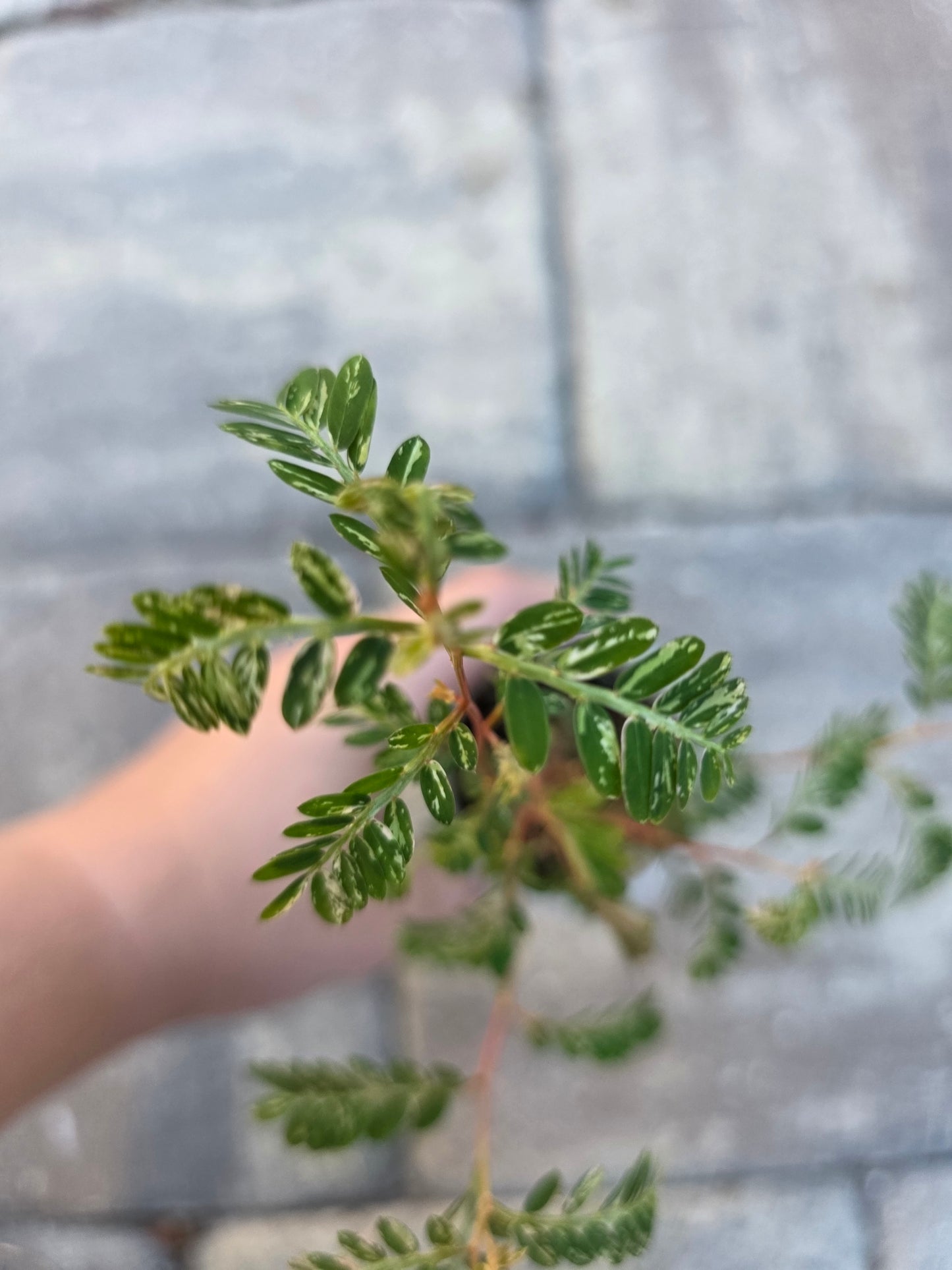 Phyllanthus Urinaria Variegated