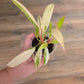 Philodendron Caramel Marble
