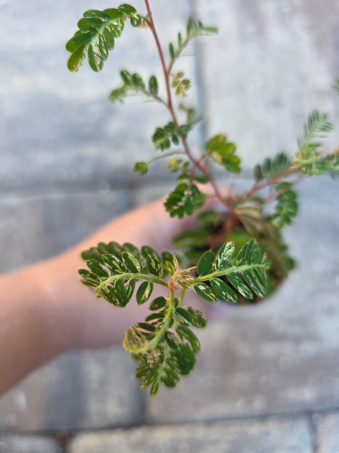 Phyllanthus Urinaria Variegated