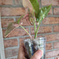 Syngonium Pink Spot Double Variegated