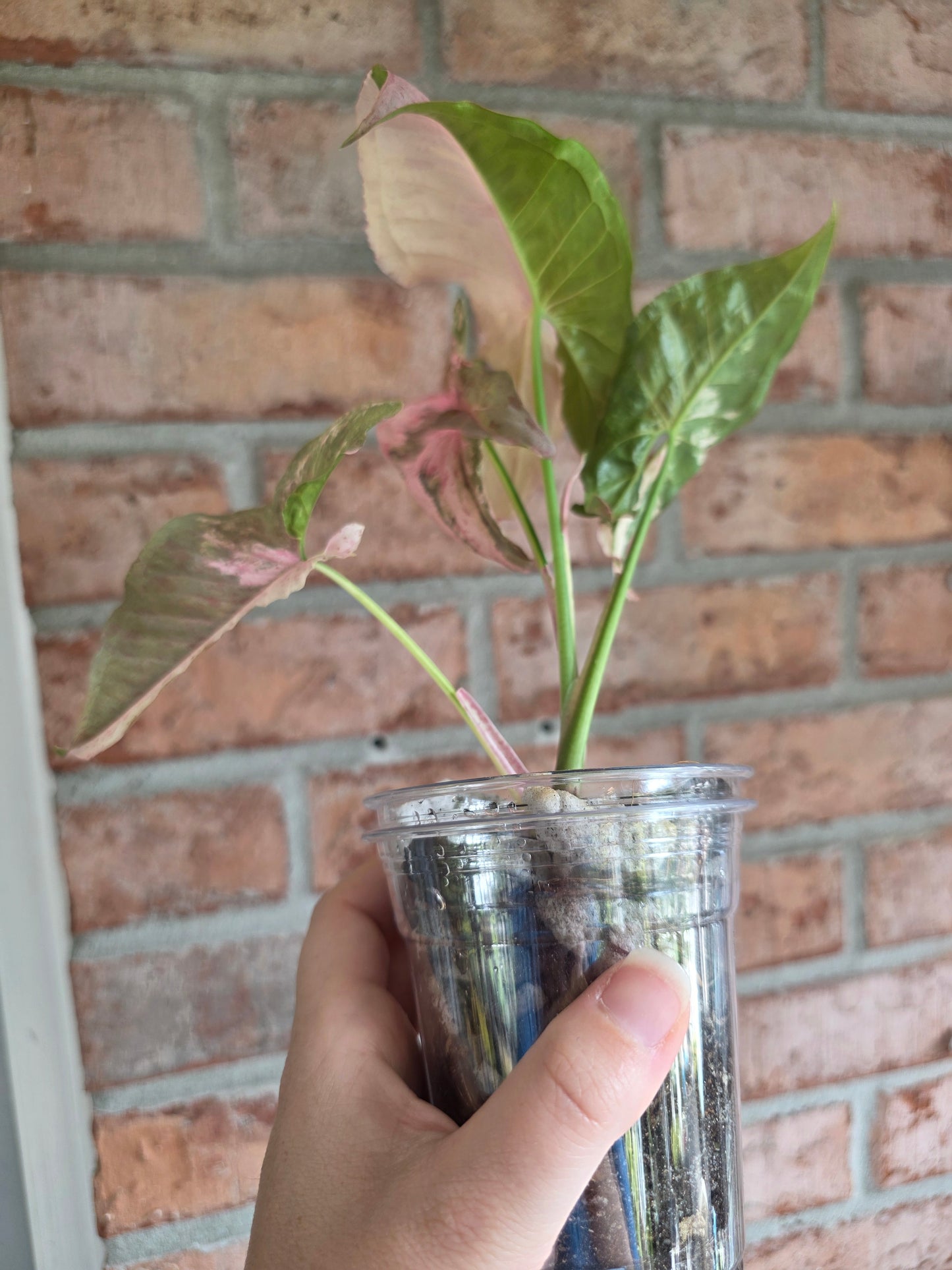 Syngonium Pink Spot Double Variegated