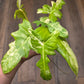 Philodendron Minnarum Aurea Variegated