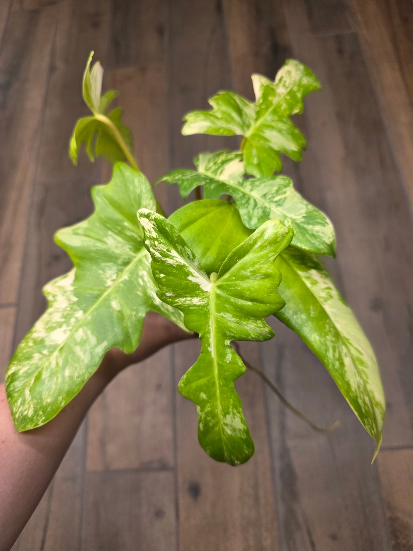 Philodendron Minnarum Aurea Variegated
