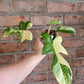 Philodendron Squamiferum Variegated