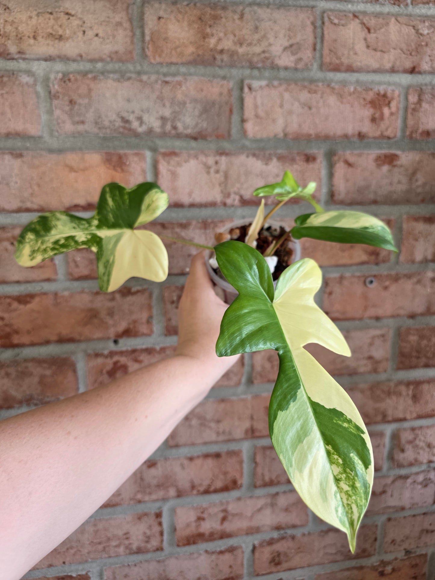 Philodendron Squamiferum Variegated