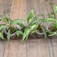 Spathiphyllum Mutation