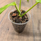 Philodendron Florida Beauty X Mayoii Variegated