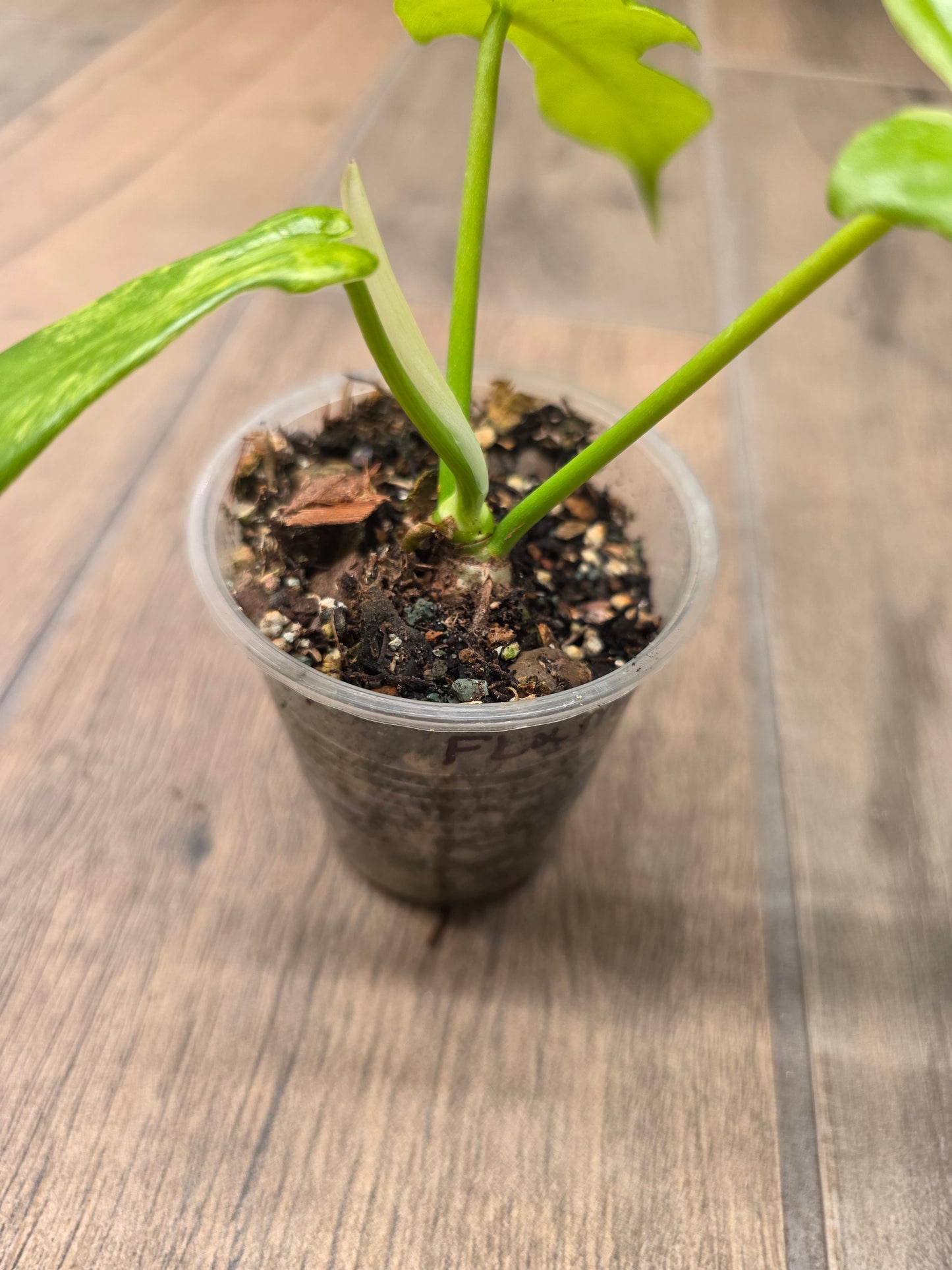 Philodendron Florida Beauty X Mayoii Variegated
