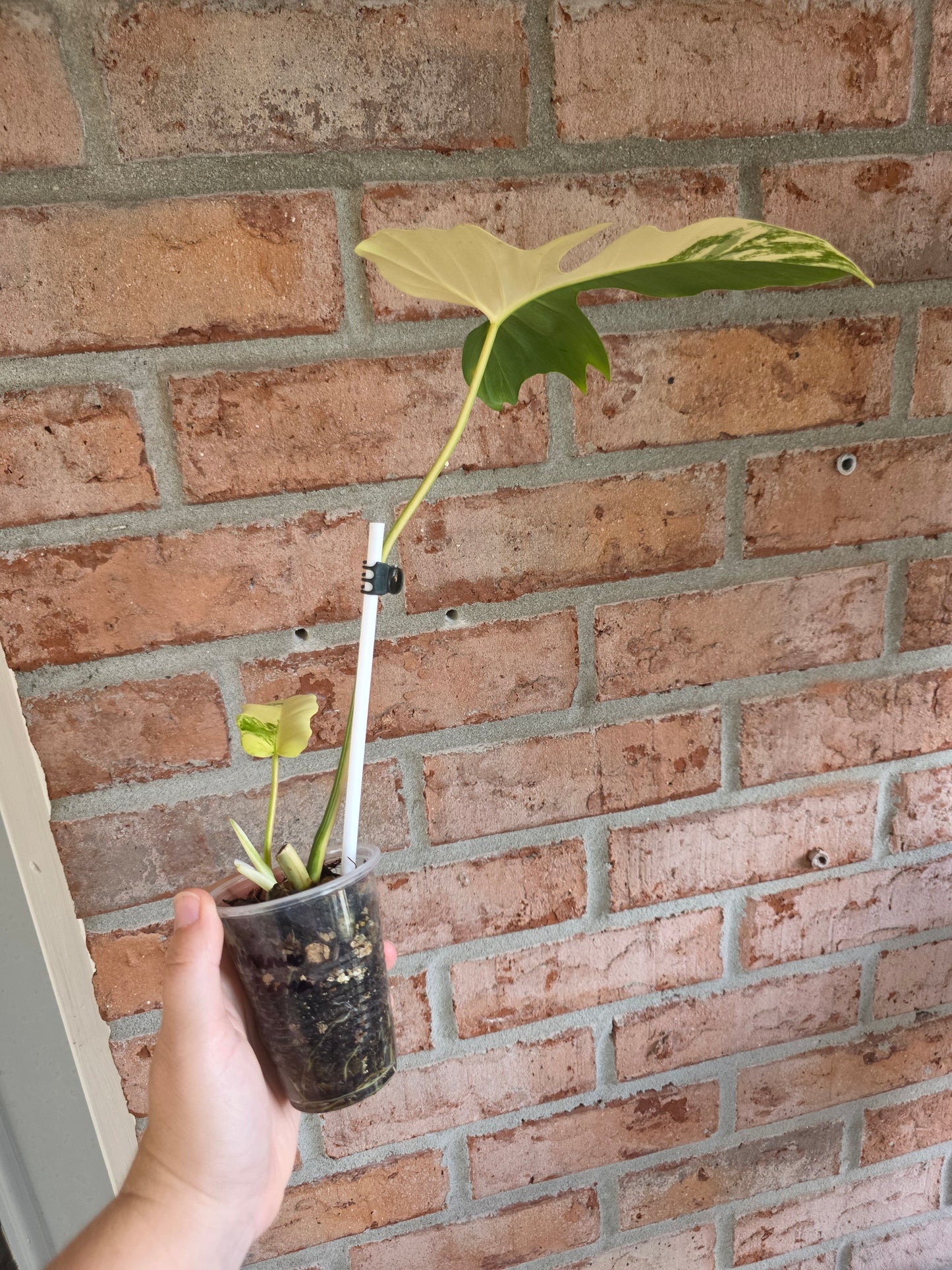 Philodendron Golden Dragon Aurea 🦄