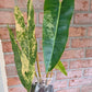 Philodendron Billietiae Variegated