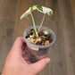 Alocasia Melo Albo