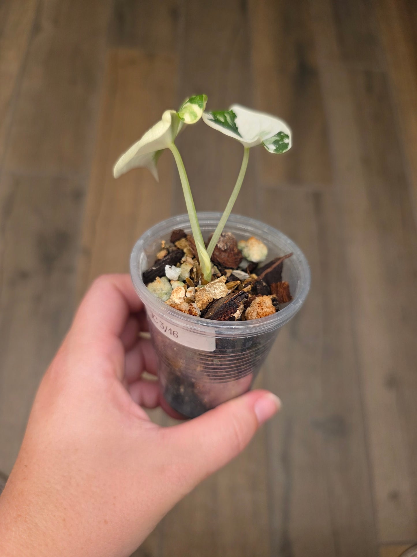 Alocasia Melo Albo