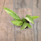 Anthurium Vittarifolium Variegated
