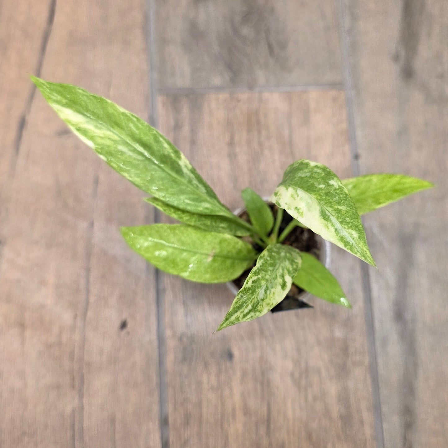Anthurium Vittarifolium Variegated
