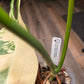 Philodendron Paraiso Verde X FL Beauty 'Aquarius'