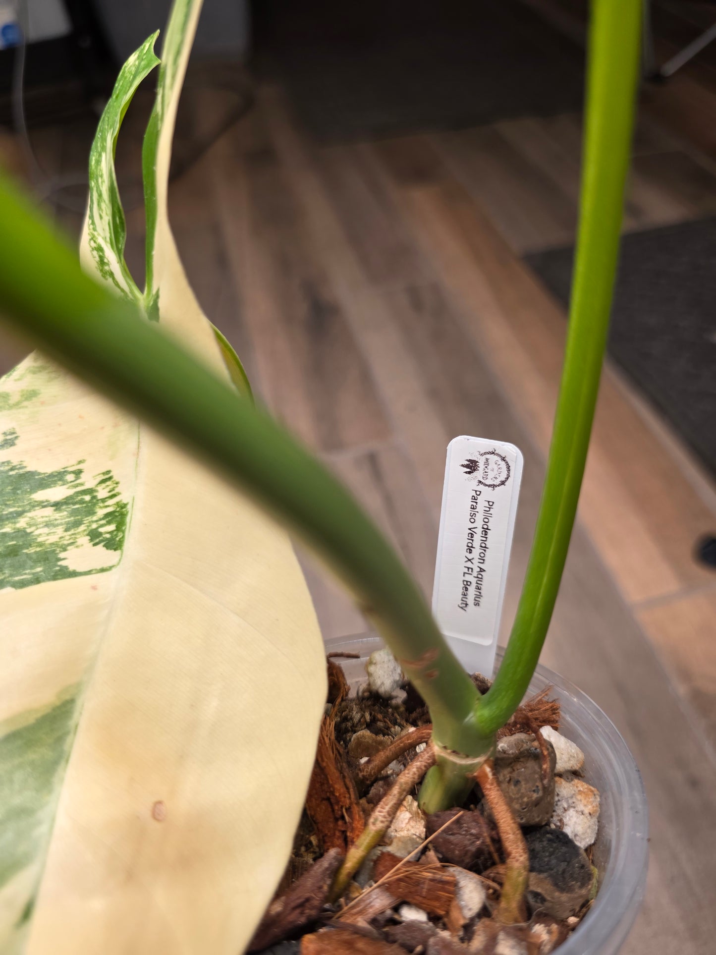 Philodendron Paraiso Verde X FL Beauty 'Aquarius'