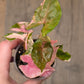 Syngonium Maria Variegated