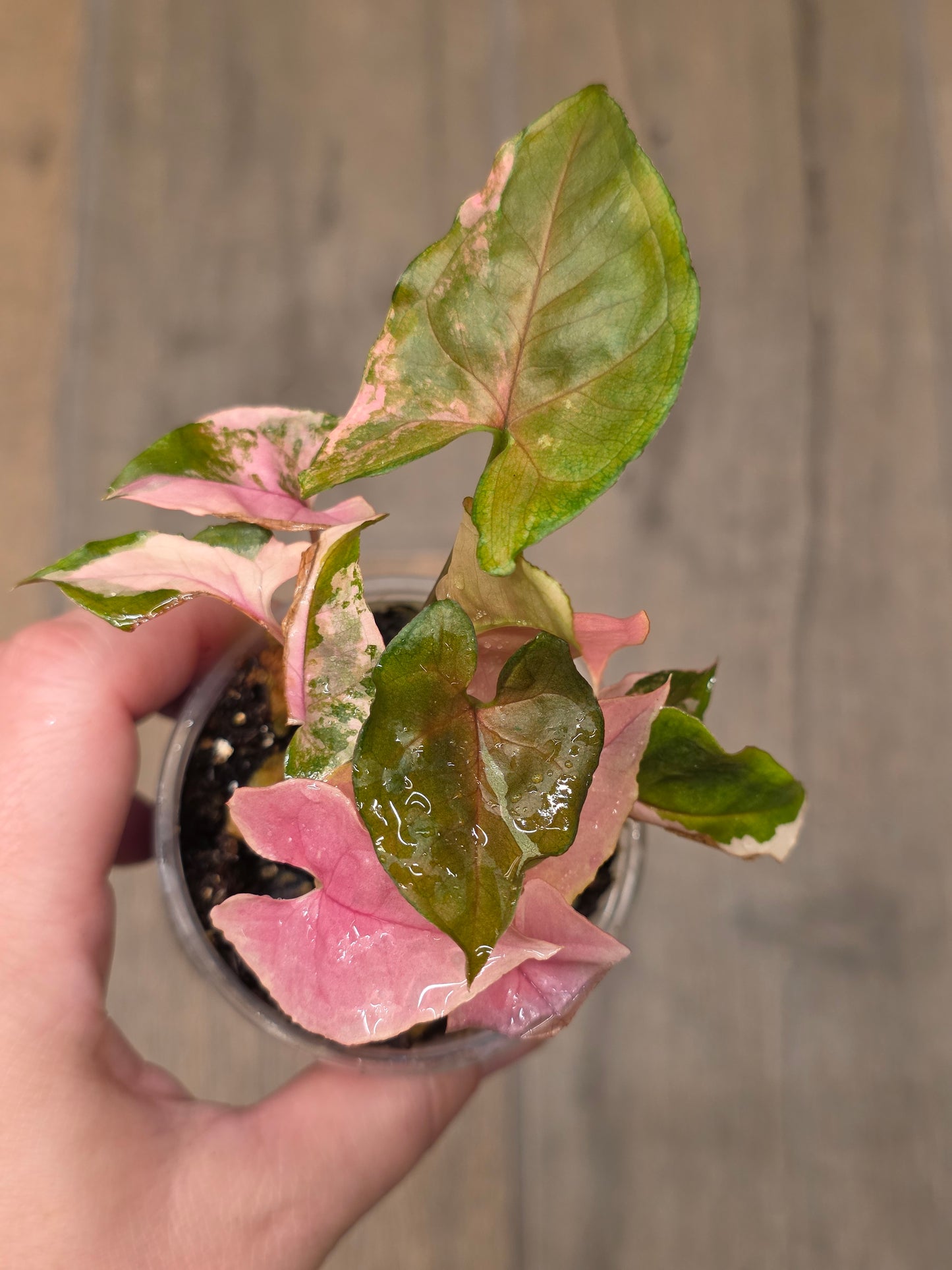 Syngonium Maria Variegated