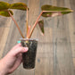 Philodendron Dark Lord Albo/Pink