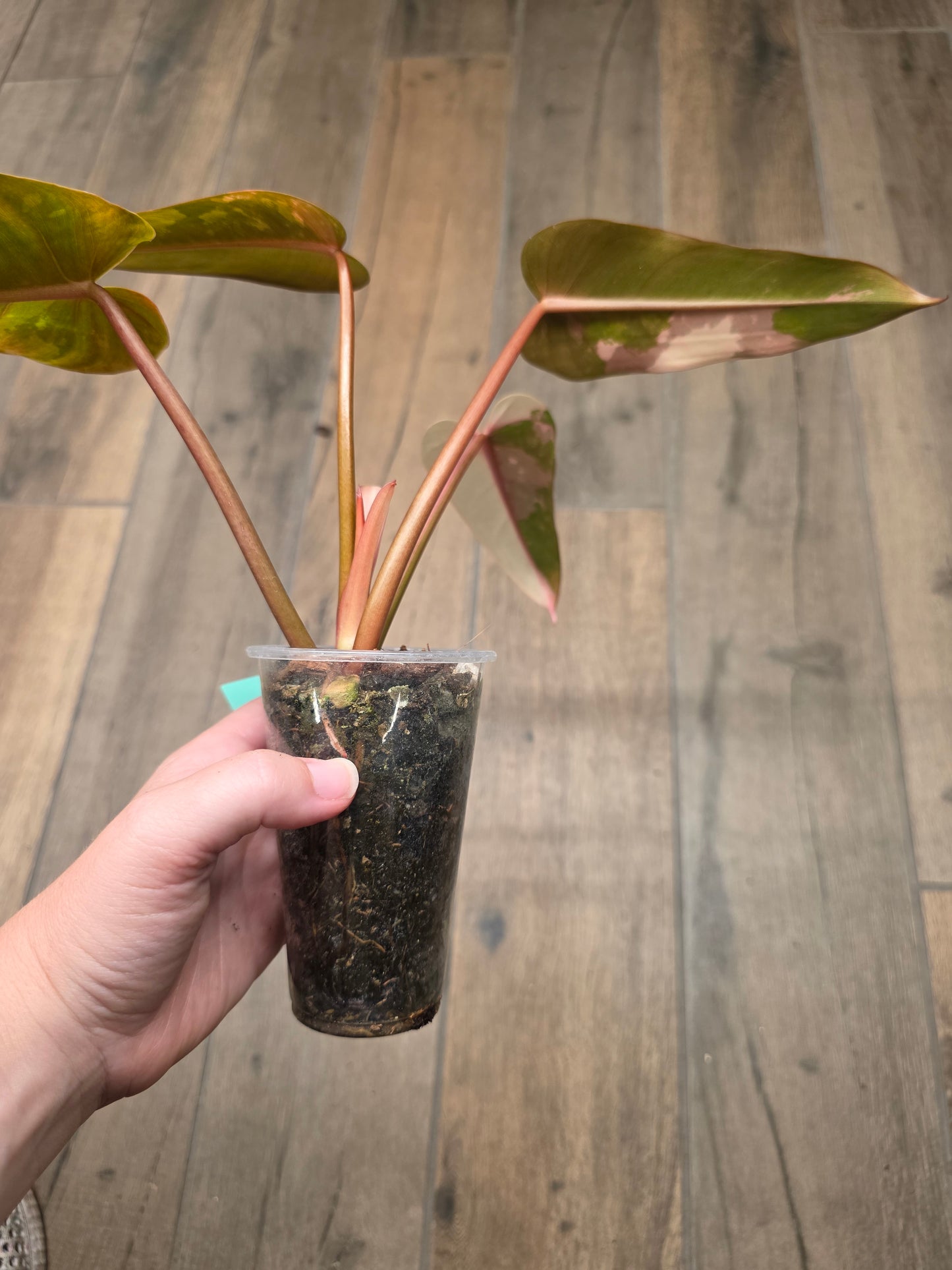 Philodendron Dark Lord Albo/Pink