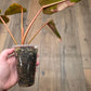 Philodendron Dark Lord Albo/Pink