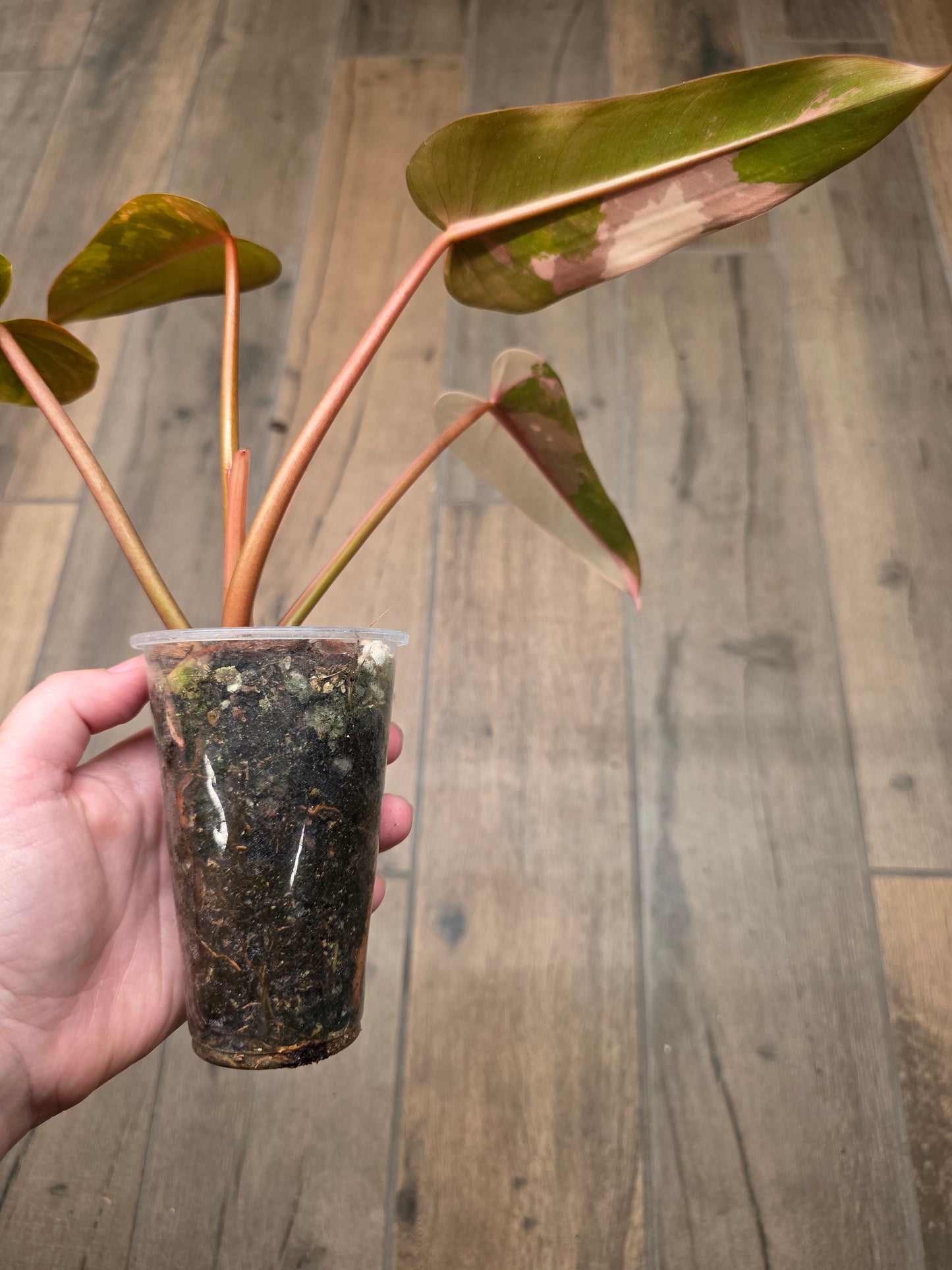 Philodendron Dark Lord Albo/Pink