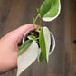 Philodendron Hederaceum Albo Variegated