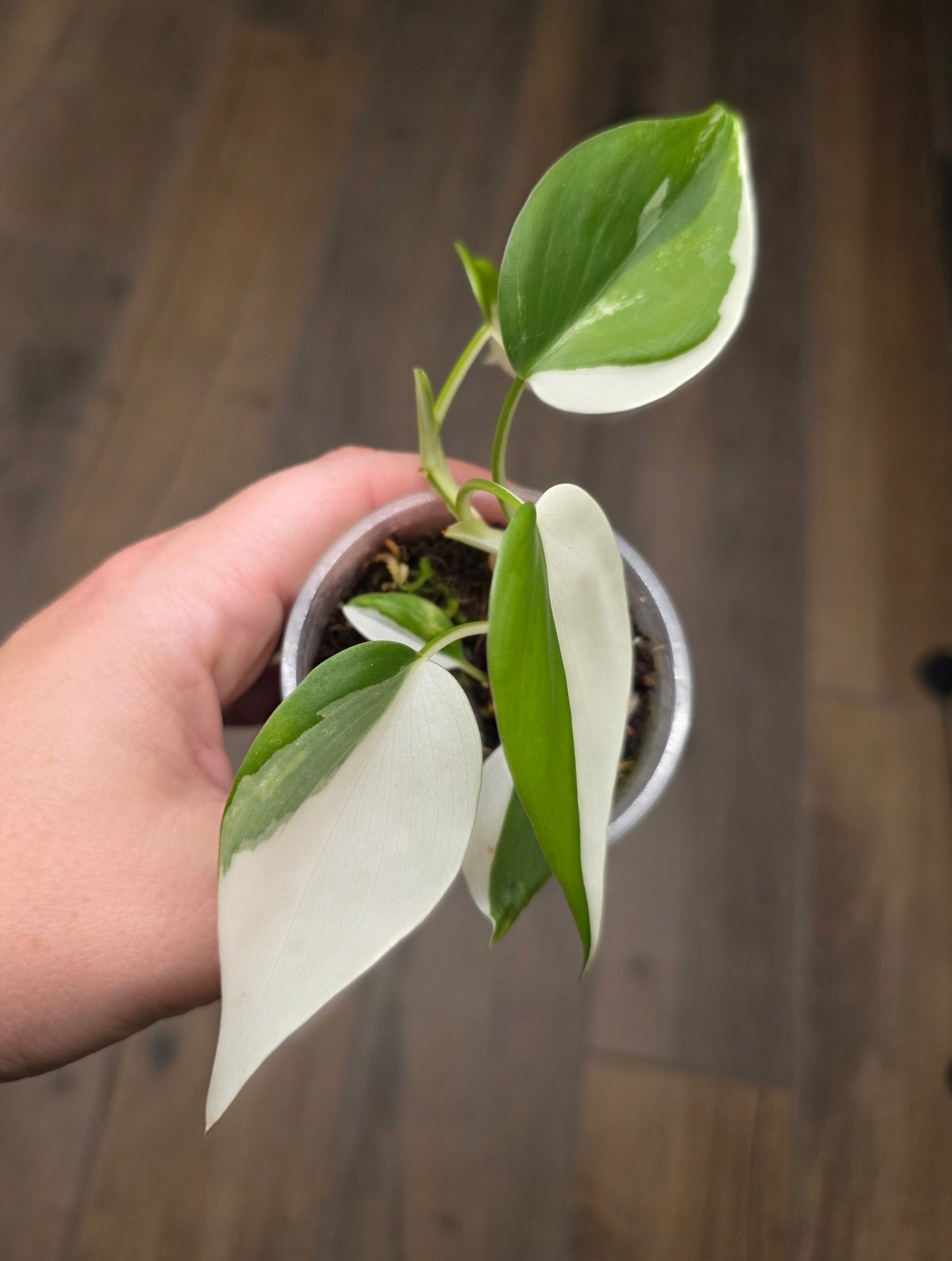 Philodendron Hederaceum Albo Variegated