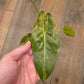 Alocasia Wentii Aurea