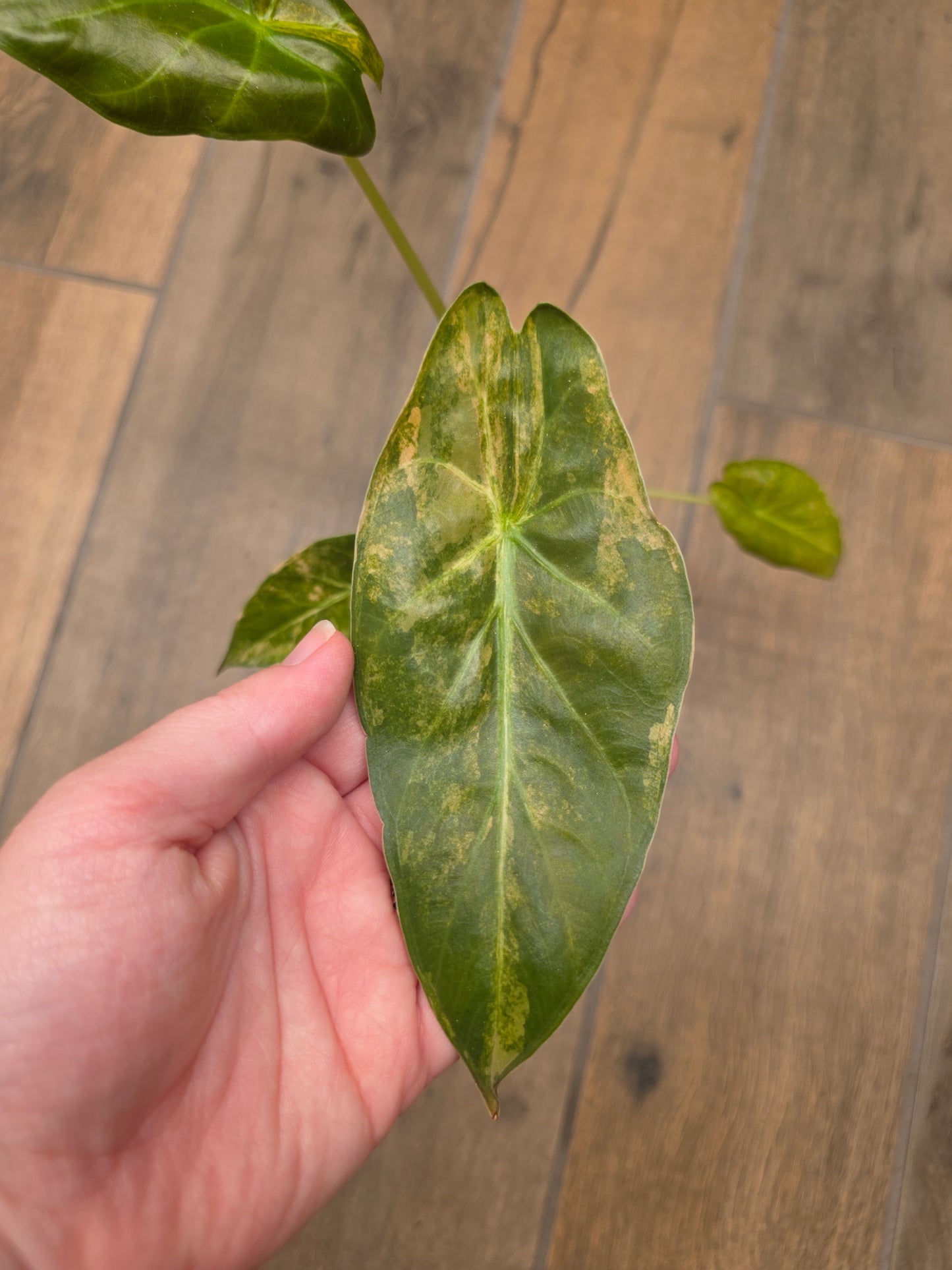 Alocasia Wentii Aurea