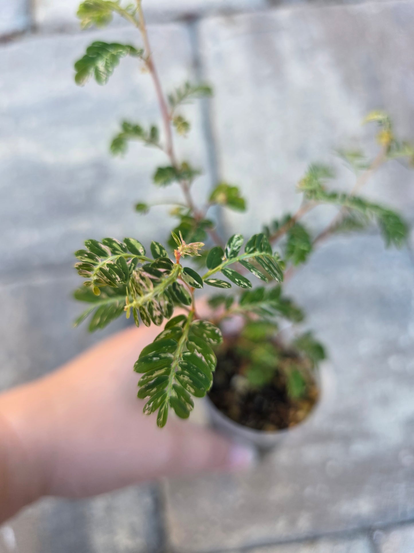 Phyllanthus Urinaria Variegated
