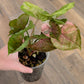 Syngonium Strawberry Ice 2 in 1