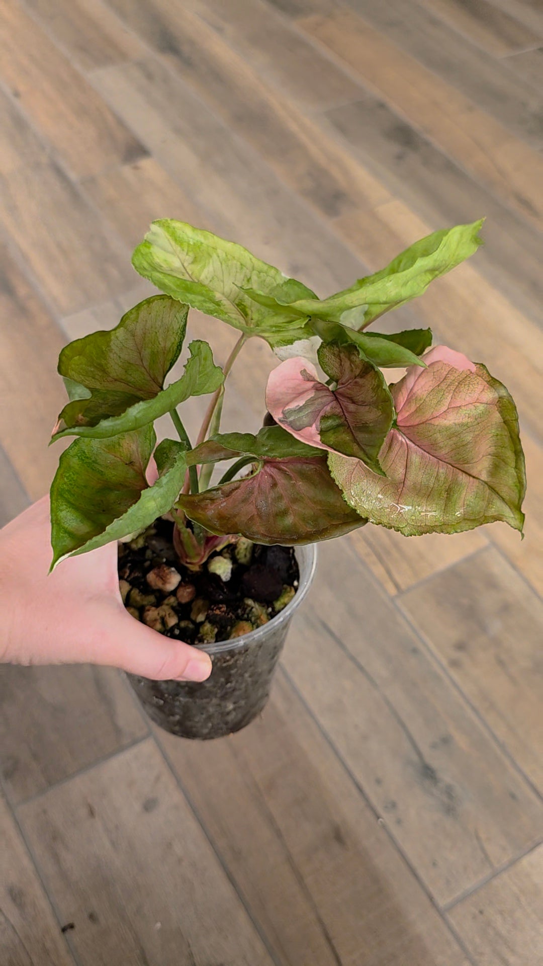 Syngonium Strawberry Ice 2 in 1