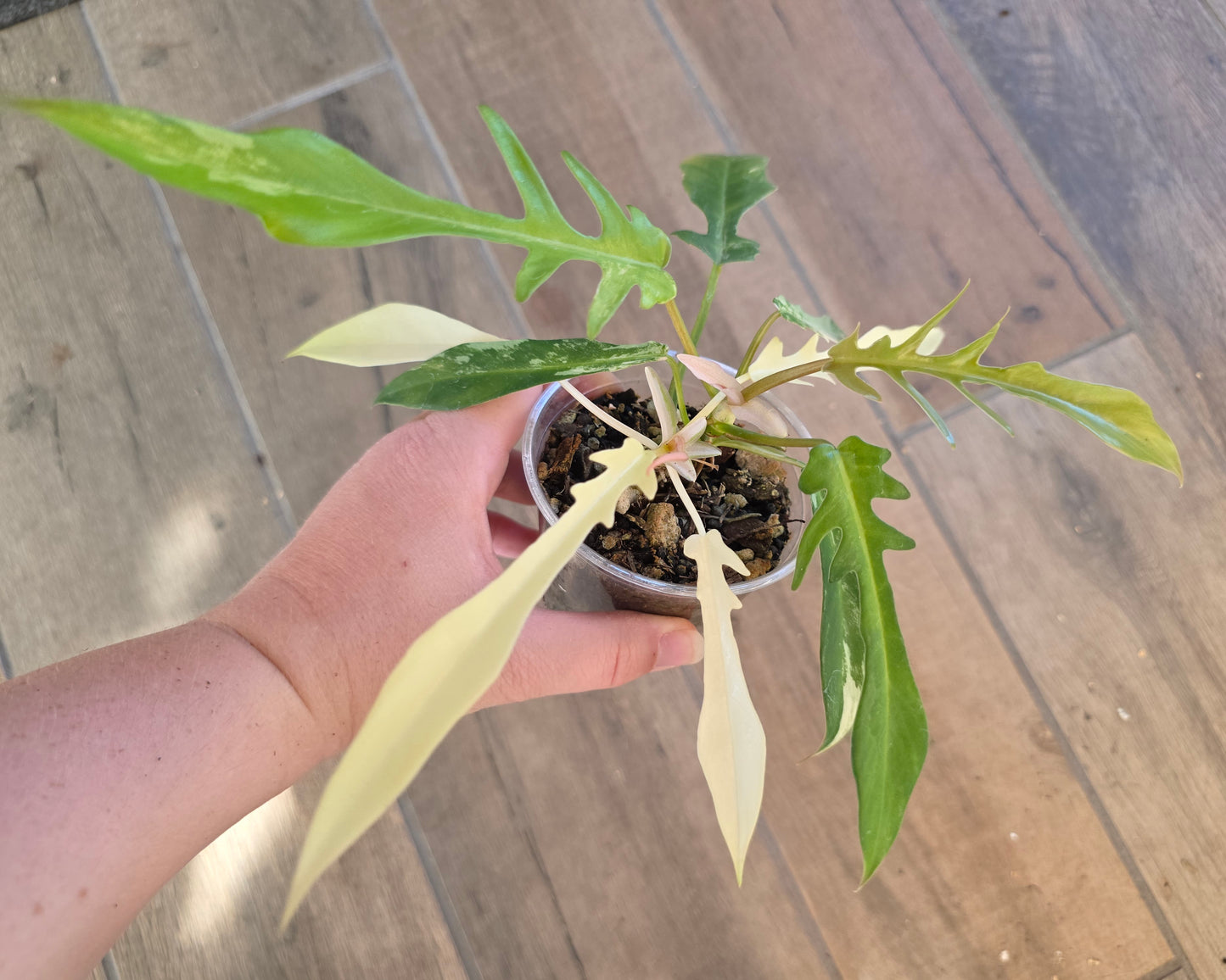 Philodendron Tortum X FL Beauty