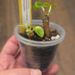 Dorstenia Horwoodii X Foetida Variegated