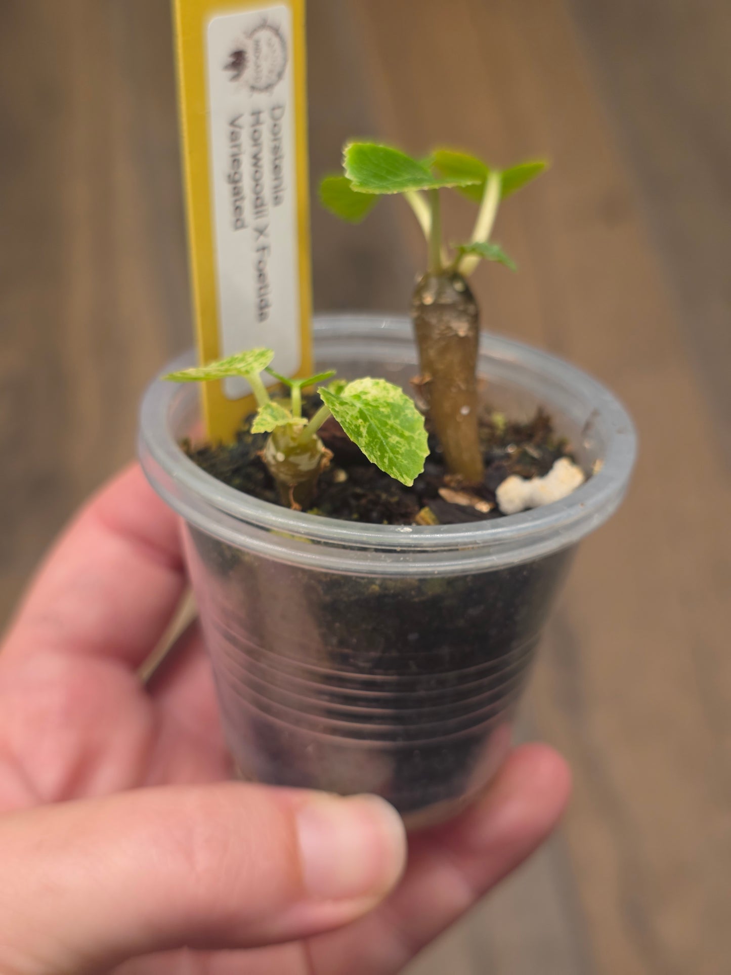Dorstenia Horwoodii X Foetida Variegated