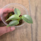 Philodendron Silver Sword Variegated